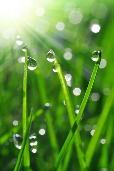 Dew drops — Stock Photo, Image