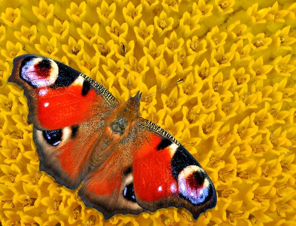 Schmetterling — Stockfoto