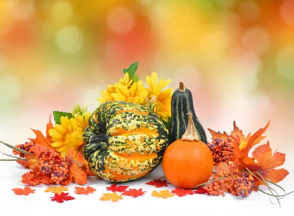 Harvested pumpkins — Stock Photo, Image