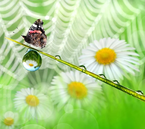 Dew and butterfly — Stock Image Dew and butterfly Stock Image