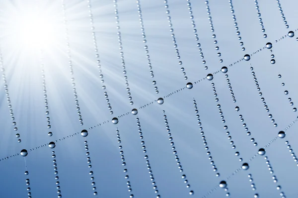 Spider web — Stock Photo, Image