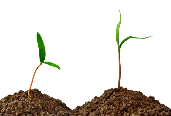 Plantas verdes em crescimento — Fotografia de Stock