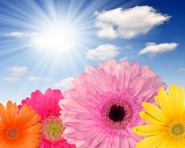renkli gerbera