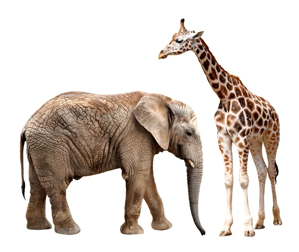 Giraffen mit Elefanten — Stockfoto
