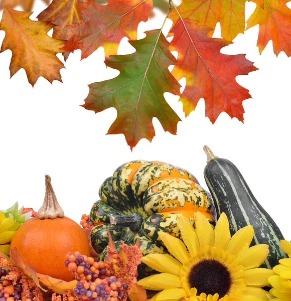 Harvested pumpkins — Stock Photo, Image