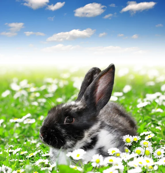 Cute Rabbit — Stock Photo, Image