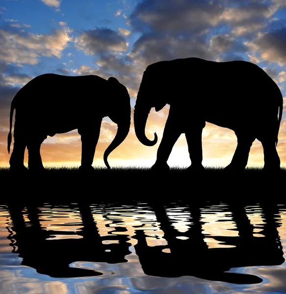 Siluet filler — Stok fotoğraf