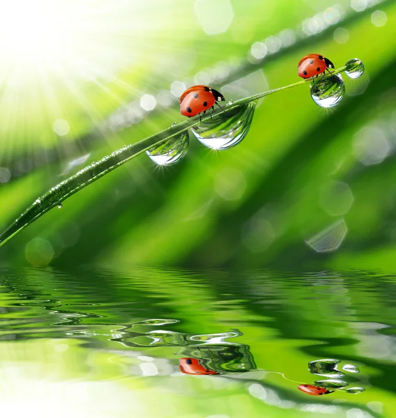 Dew and ladybird — Stock Photo, Image