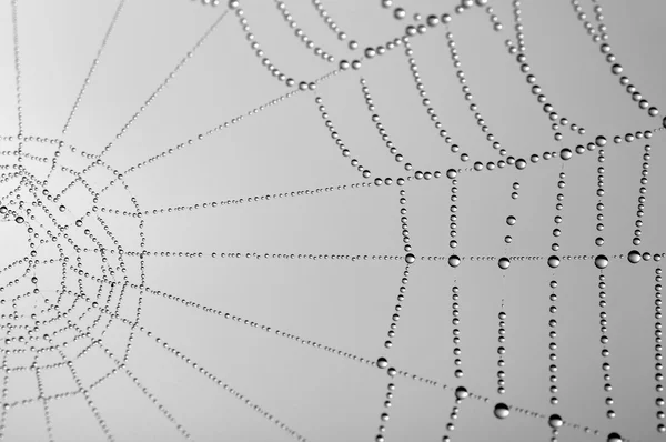 Spider web — Stock Photo, Image