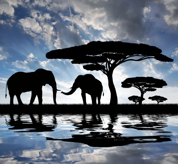 Silhouette elephants — Stock Photo, Image