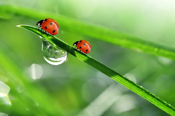 Rugiada e coccinella — Foto Stock