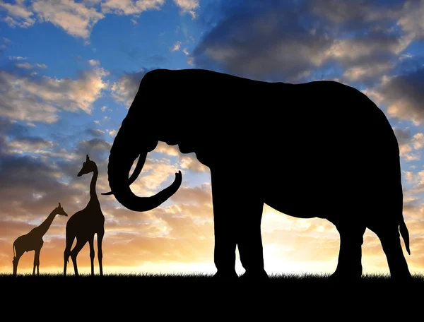 Silhouette elephant with giraffes — Stock Photo, Image