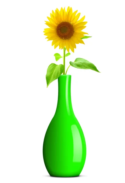 Sunflower — Stock Photo, Image