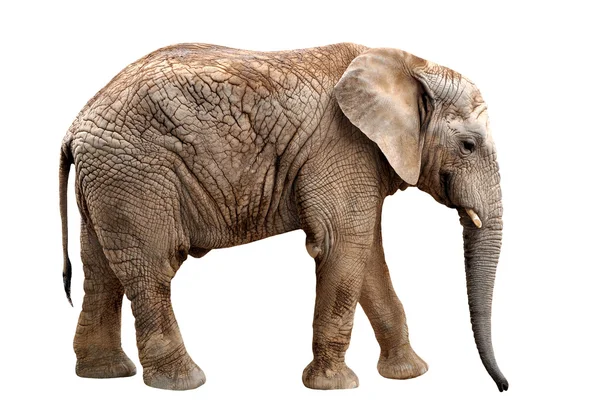 Elephant — Stock Photo, Image