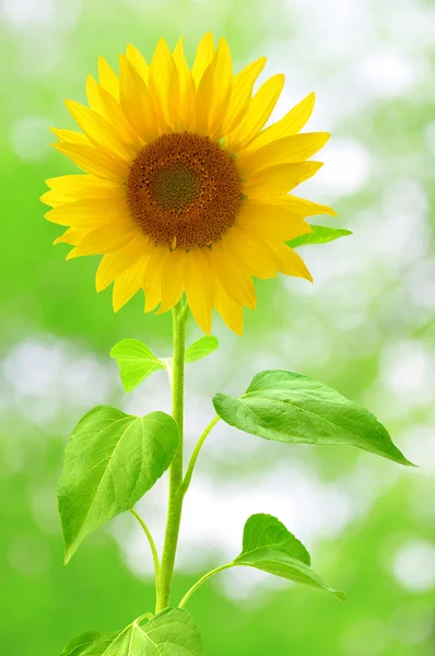 Girasole — Foto Stock