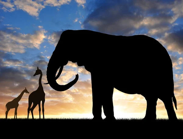 Silhouette Elefant mit Giraffen — Stockfoto