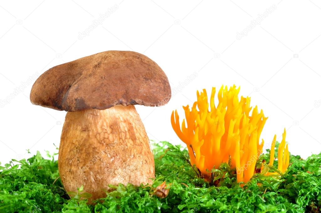Mushrooms Tylopilus felleus and Ramaria Formosa