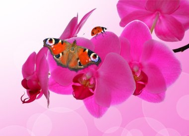 Purple orchid with butterfly clipart