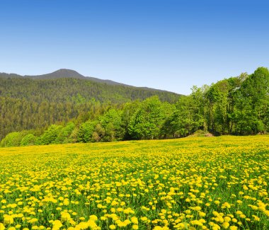 bavarian Forest schwarzeck