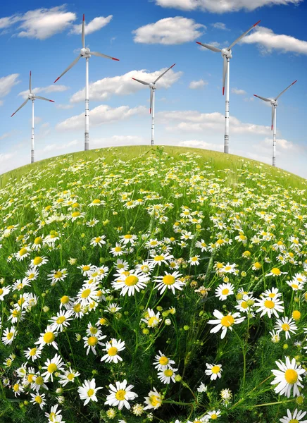 领域的风力涡轮机的雏菊 — 图库照片