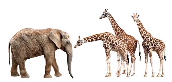 Giraffes with elephant — Stock Photo, Image