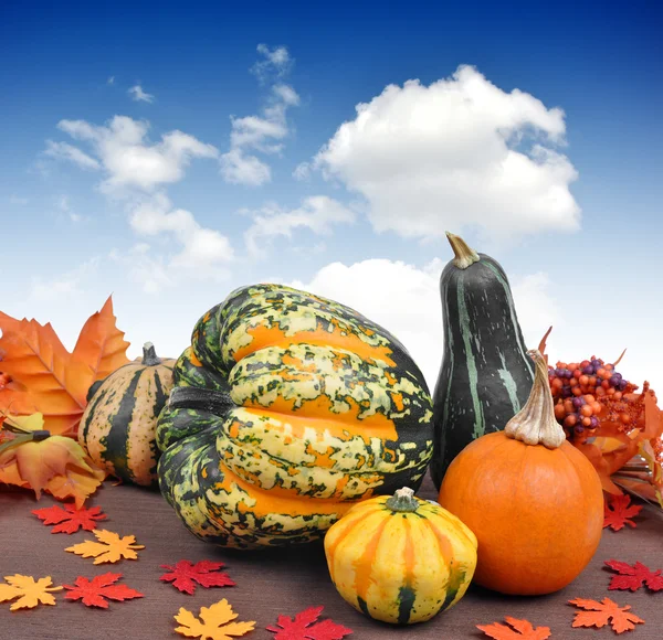 Harvested pumpkins — Stock Photo, Image