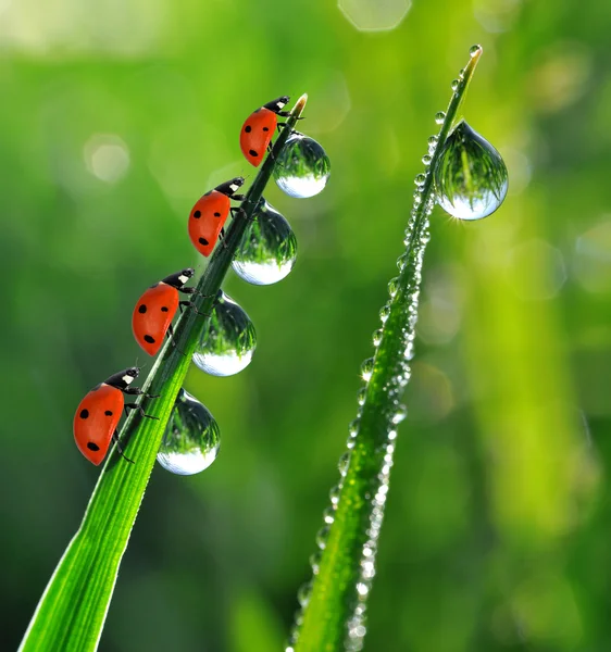 Dew and ladybugs — Stock Photo, Image