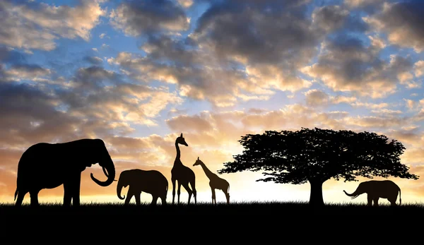 Silhouette elephants with giraffes — Stock Photo, Image