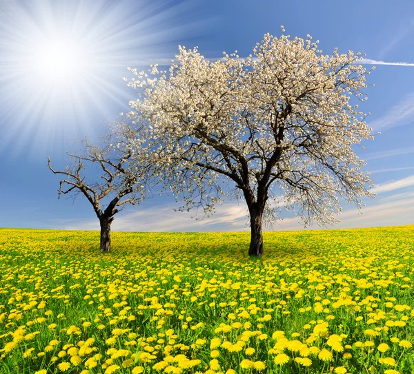 Весеннее дерево — стоковое фото