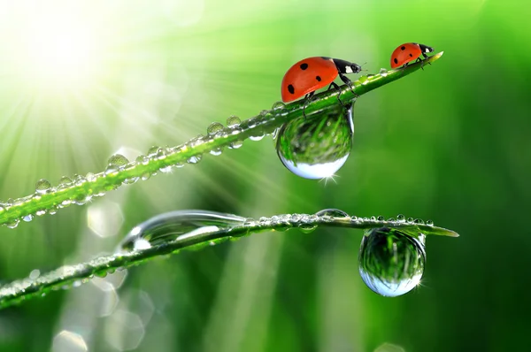 Dew and ladybugs — Stock Photo, Image