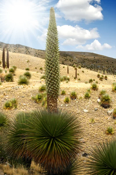 Puya Raimondii — Photo