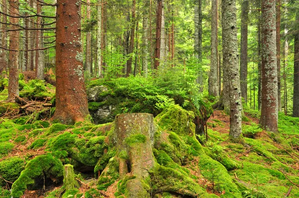 Bergwildwald — Stockfoto