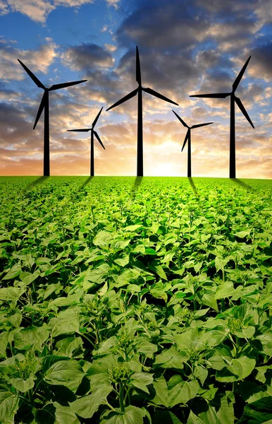 Zonnebloem veld met windturbines — Stockfoto