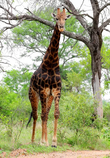 Giraffe — Stock Photo, Image