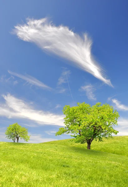 Spring landscape — Stock Photo, Image