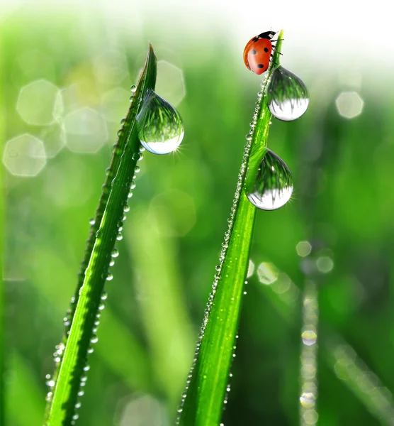 Dagg och ladybird — Stockfoto