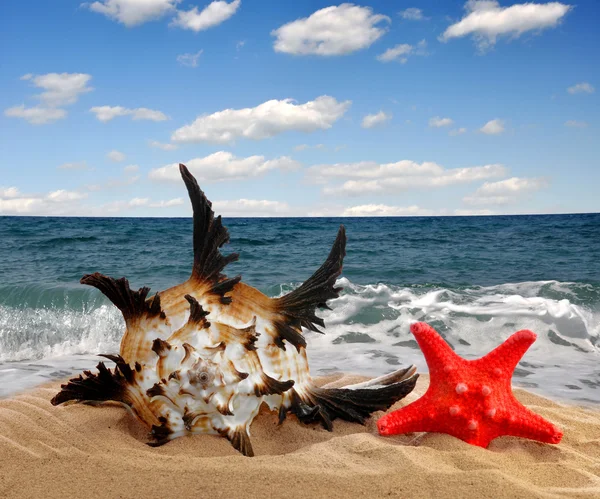 Concha com estrela-do-mar — Fotografia de Stock
