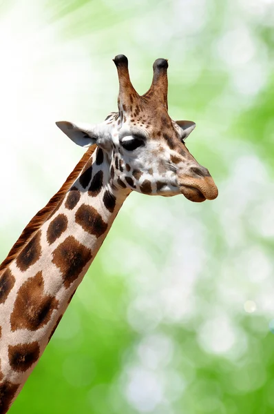 Giraffe — Stockfoto