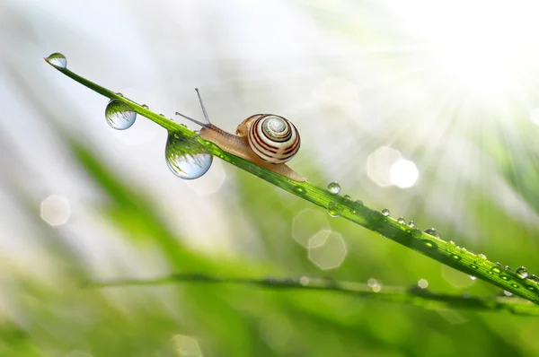 Escargot sur herbe rosée — Photo