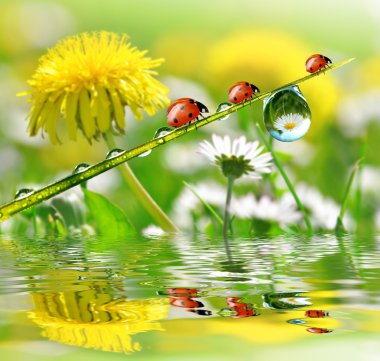 çiğ ve ladybirds