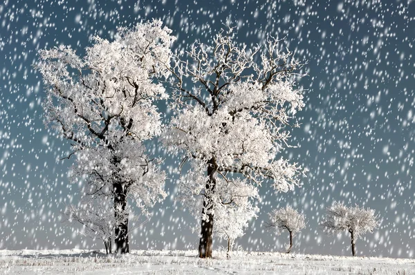 Vinterlandskap — Stockfoto