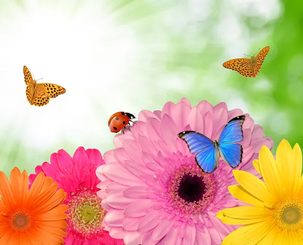 Gerberas with butterflies — Stock Photo, Image