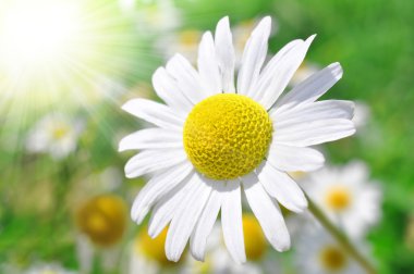 Marguerites