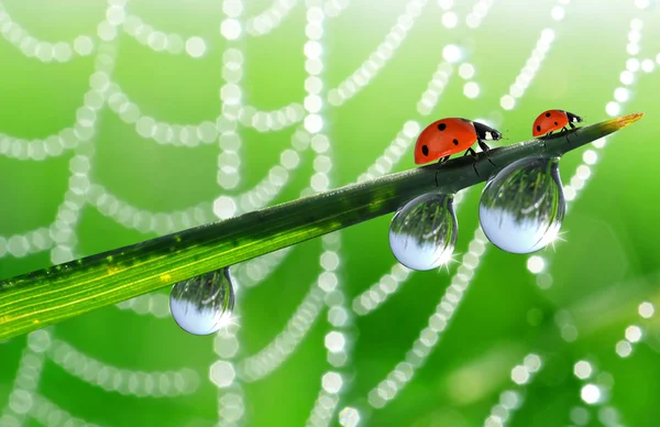 Dew and ladybird — Stock Photo, Image