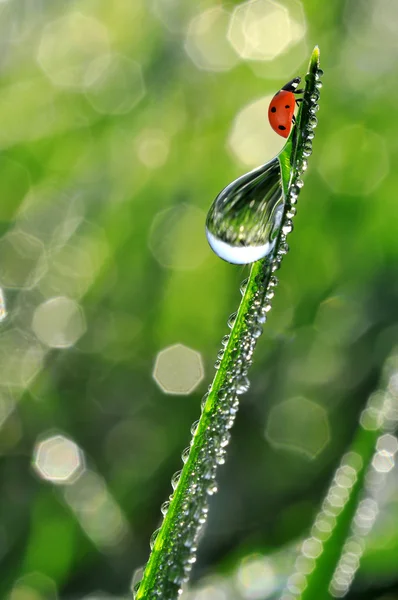 Dew and ladybugs — Stock Photo, Image