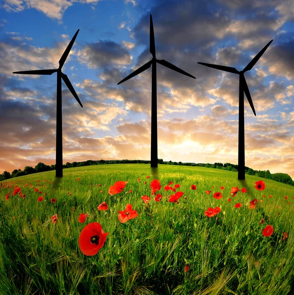 Windturbines in tarweveld — Stockfoto