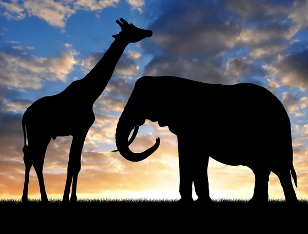 Silhouette elephant with giraffe — Stock Photo, Image