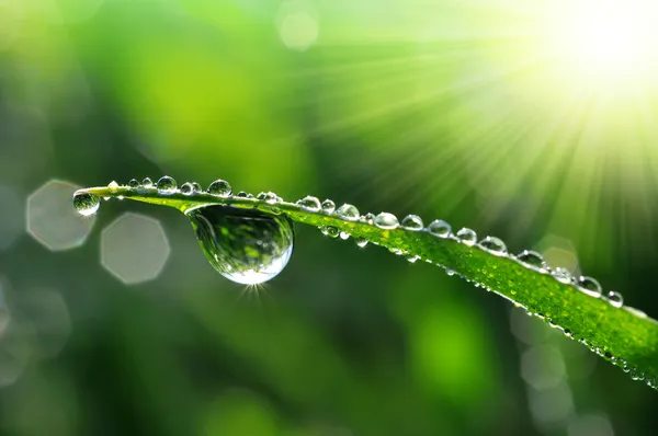 Dew drops — Stock Photo, Image