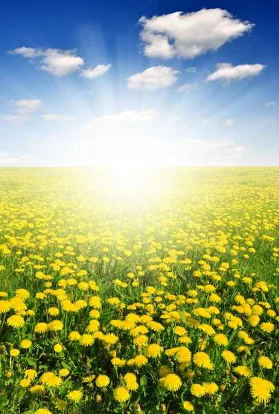 Paardenbloemen — Stockfoto