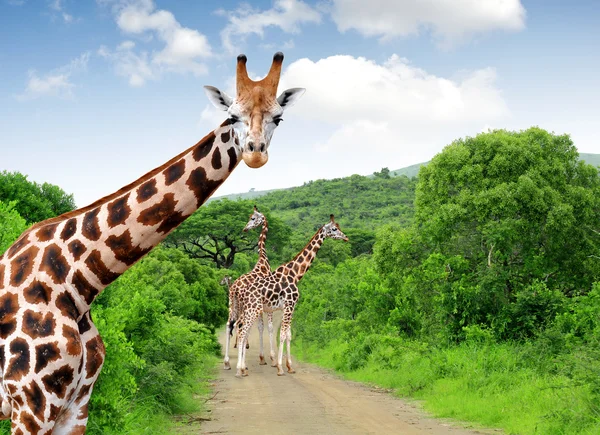 Girafes Photo De Stock